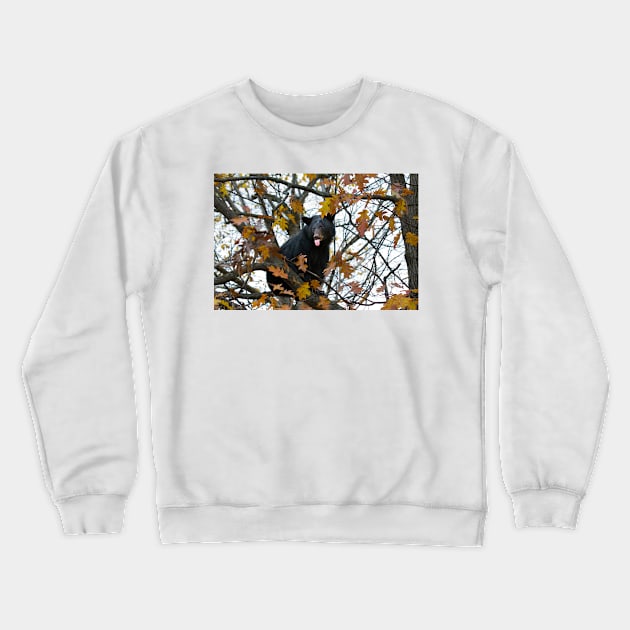 Bear in Tree Crewneck Sweatshirt by Jim Cumming